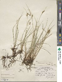 Carex magellanica subsp. irrigua image