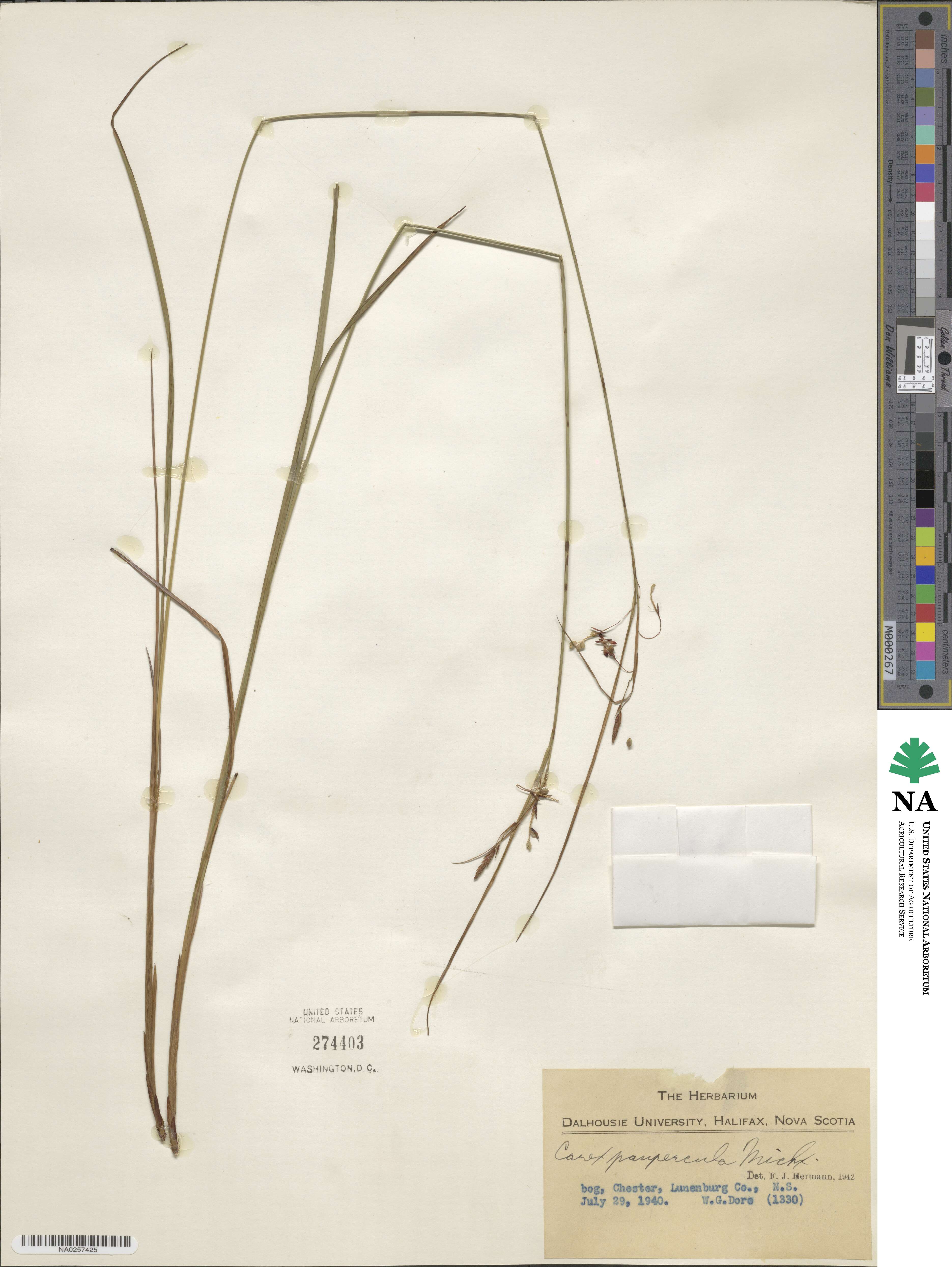 Carex magellanica subsp. irrigua image