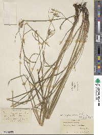 Carex magellanica subsp. irrigua image