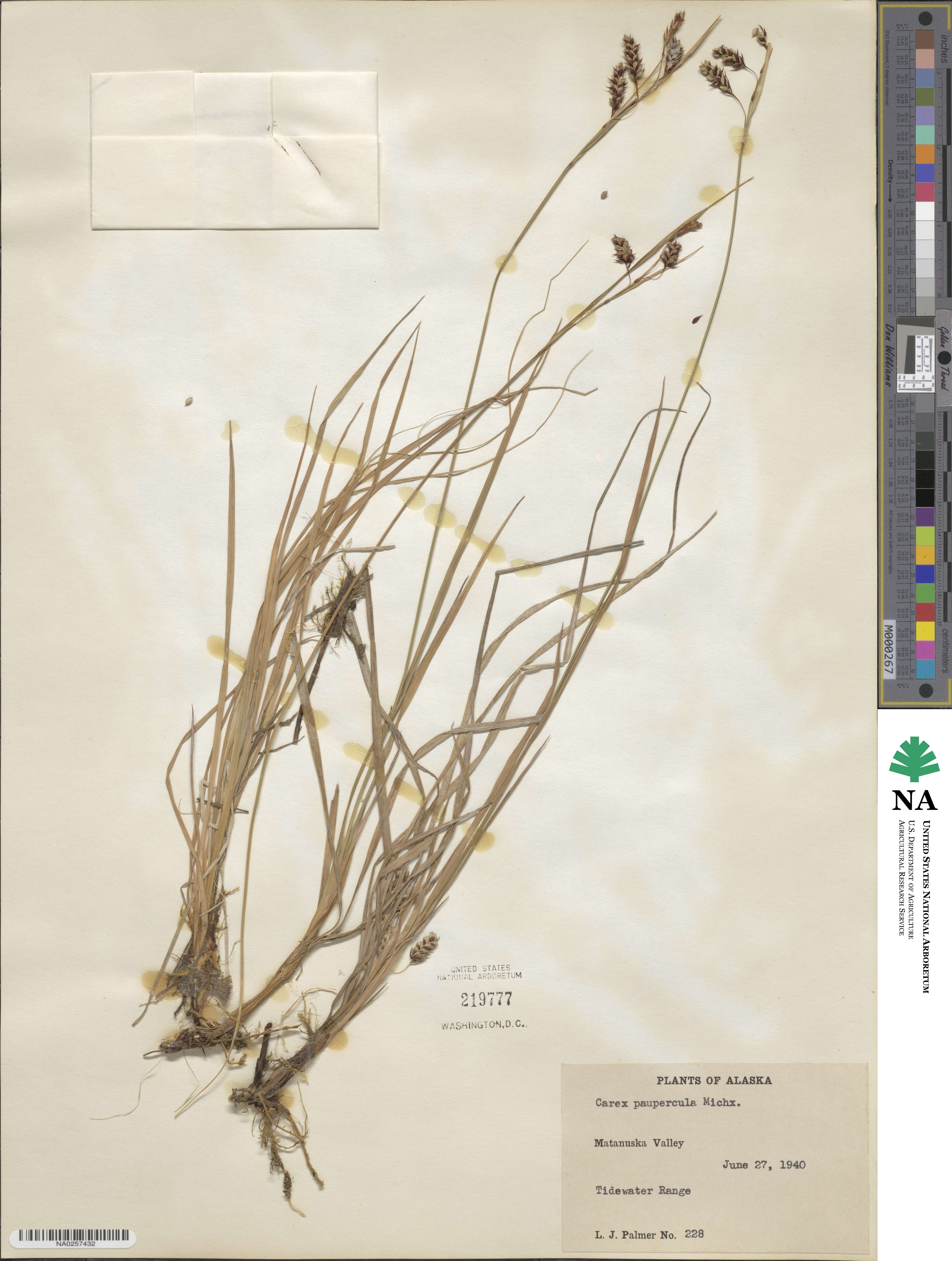 Carex magellanica subsp. irrigua image