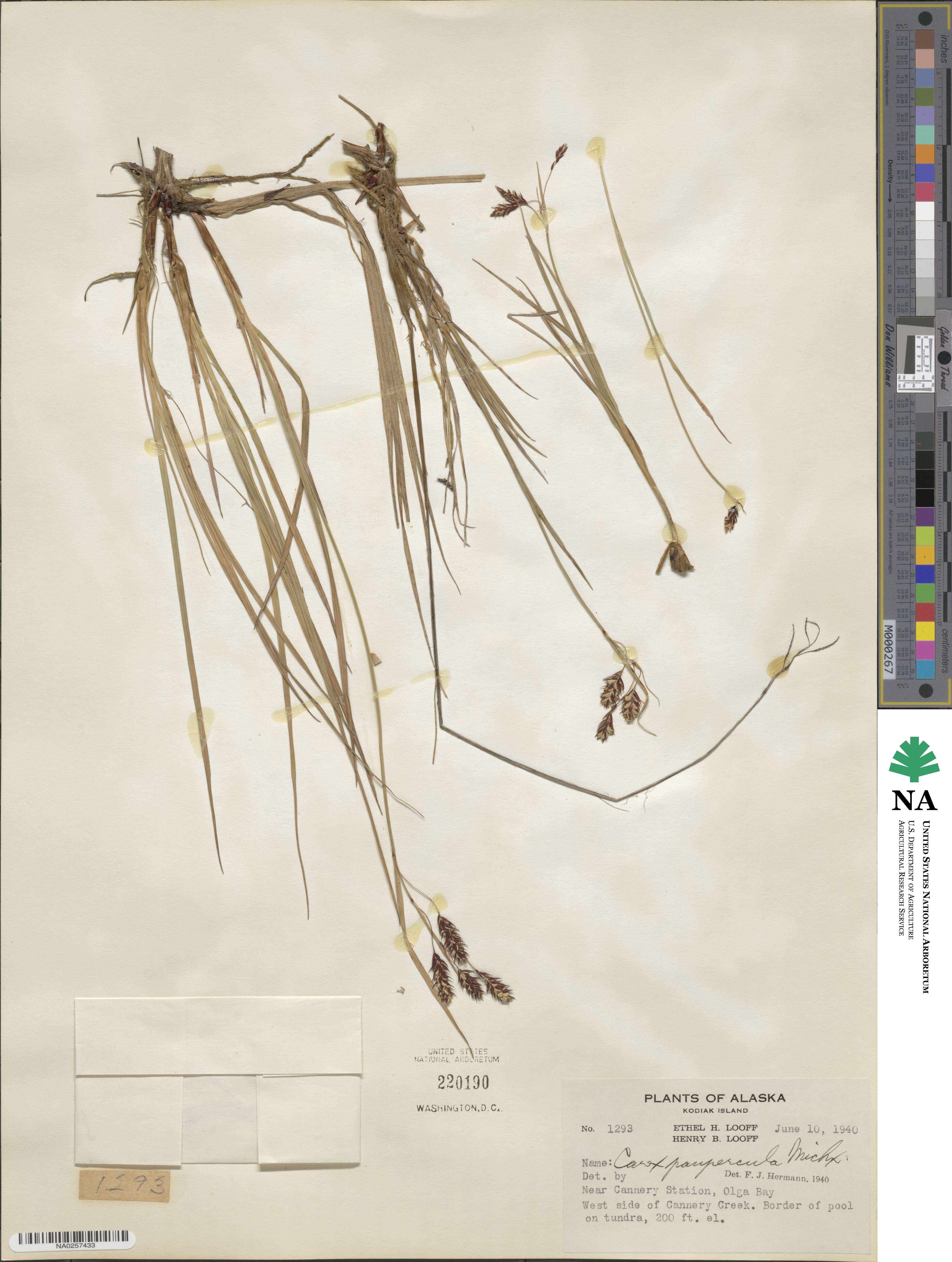 Carex magellanica subsp. irrigua image