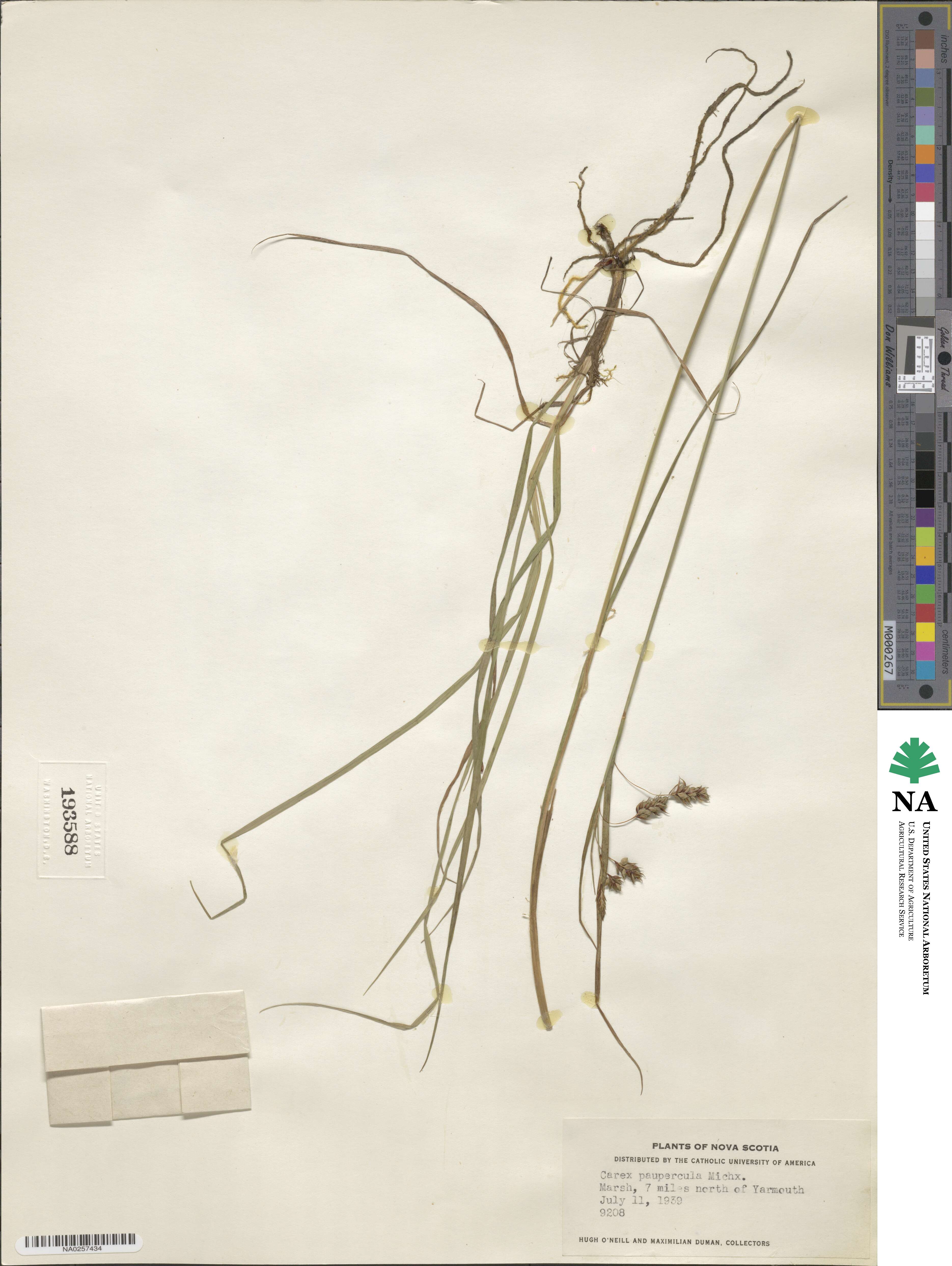 Carex magellanica subsp. irrigua image