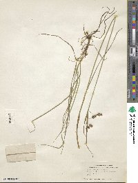 Carex magellanica subsp. irrigua image