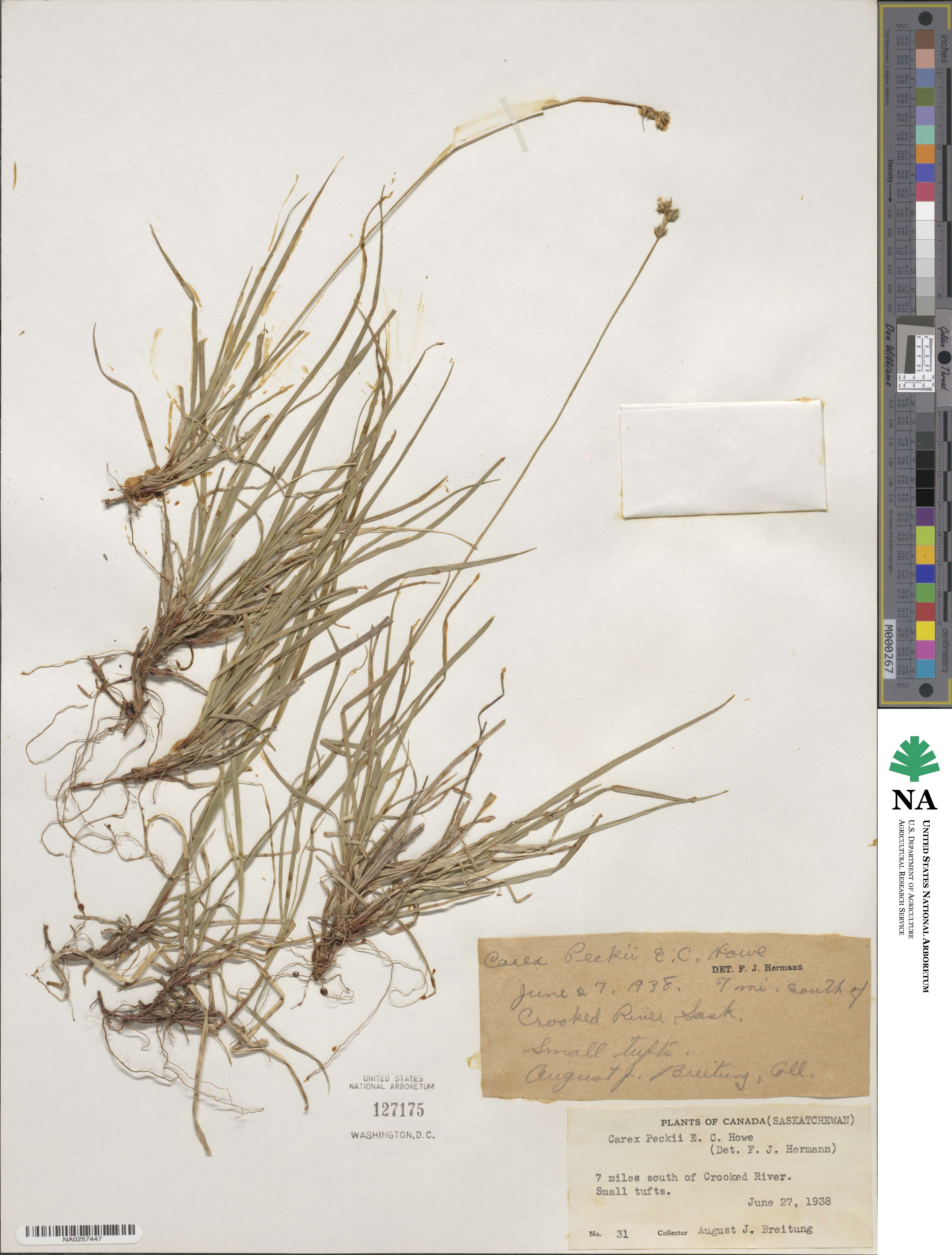 Carex peckii image