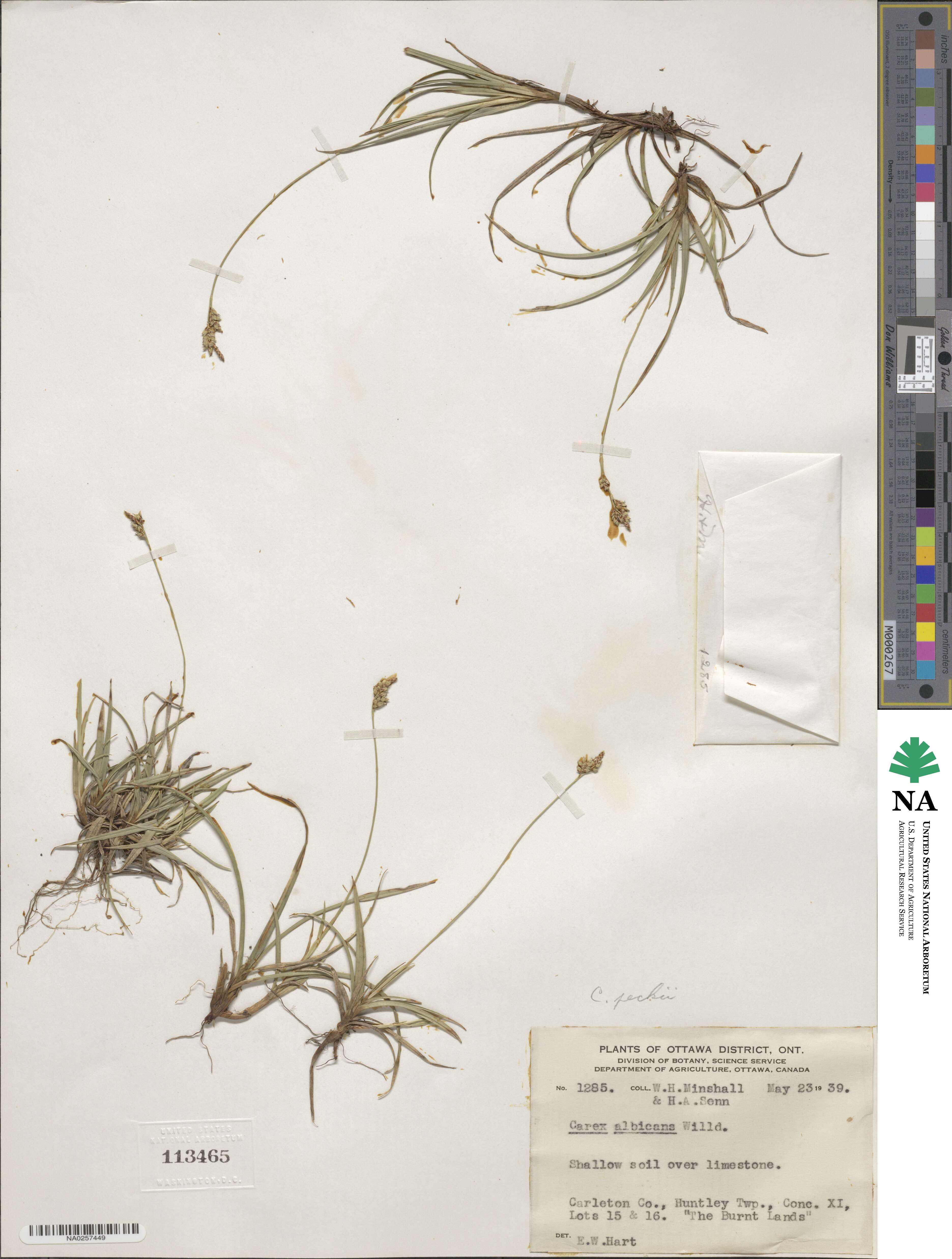 Carex peckii image