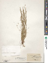 Carex pedunculata image