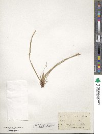 Carex pedunculata image