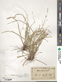 Carex pedunculata image