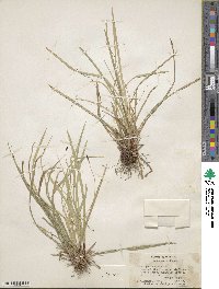 Carex pedunculata image