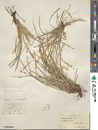 Carex pedunculata image