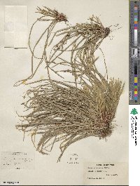 Carex pedunculata image