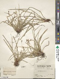 Carex pedunculata image