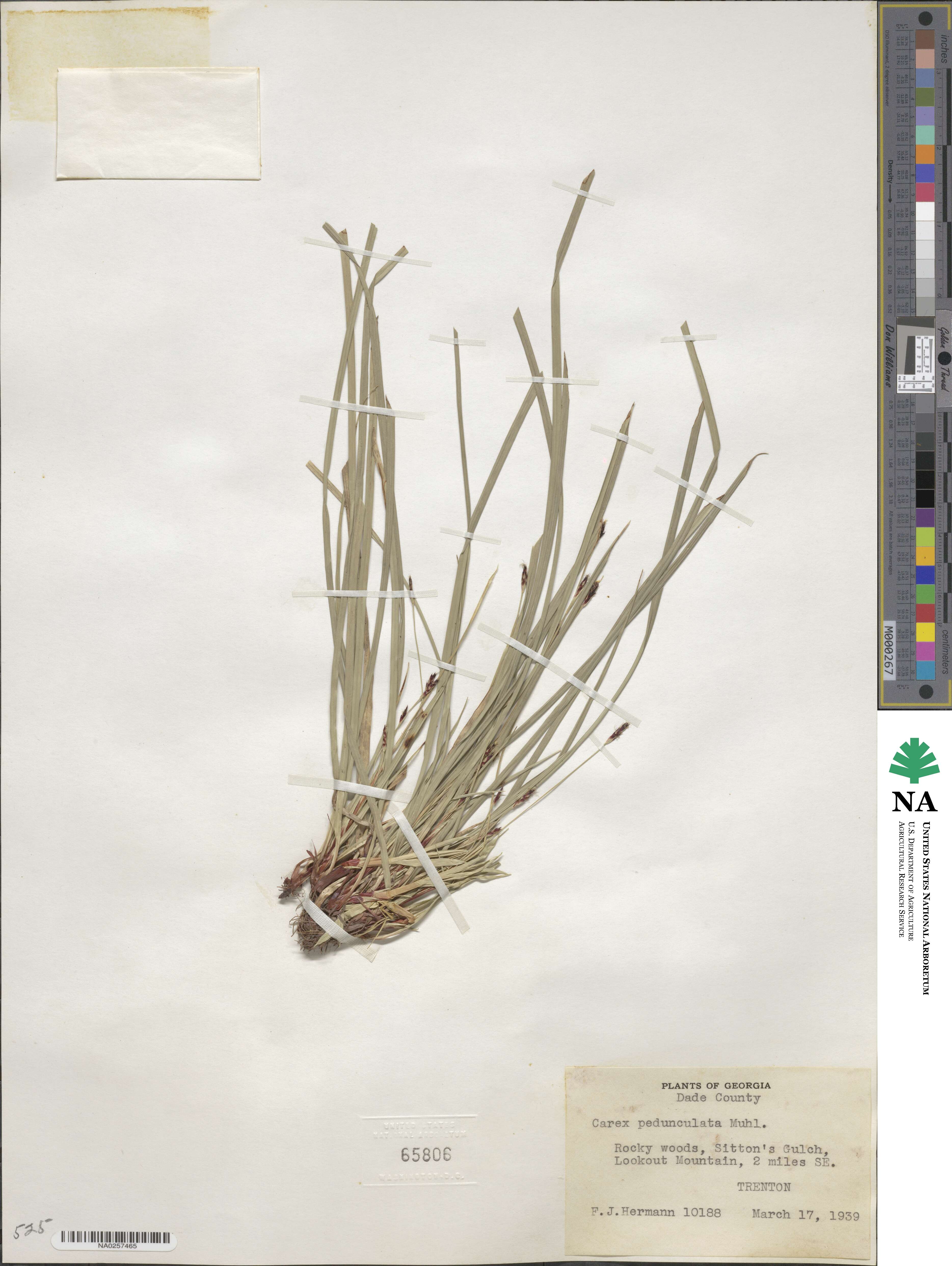 Carex pedunculata image