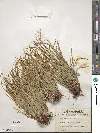 Carex pedunculata image