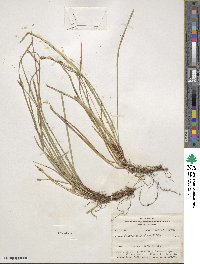 Carex pedunculata image