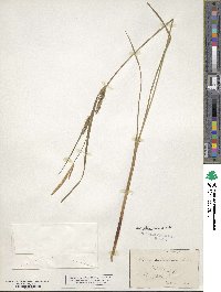 Carex pellita image