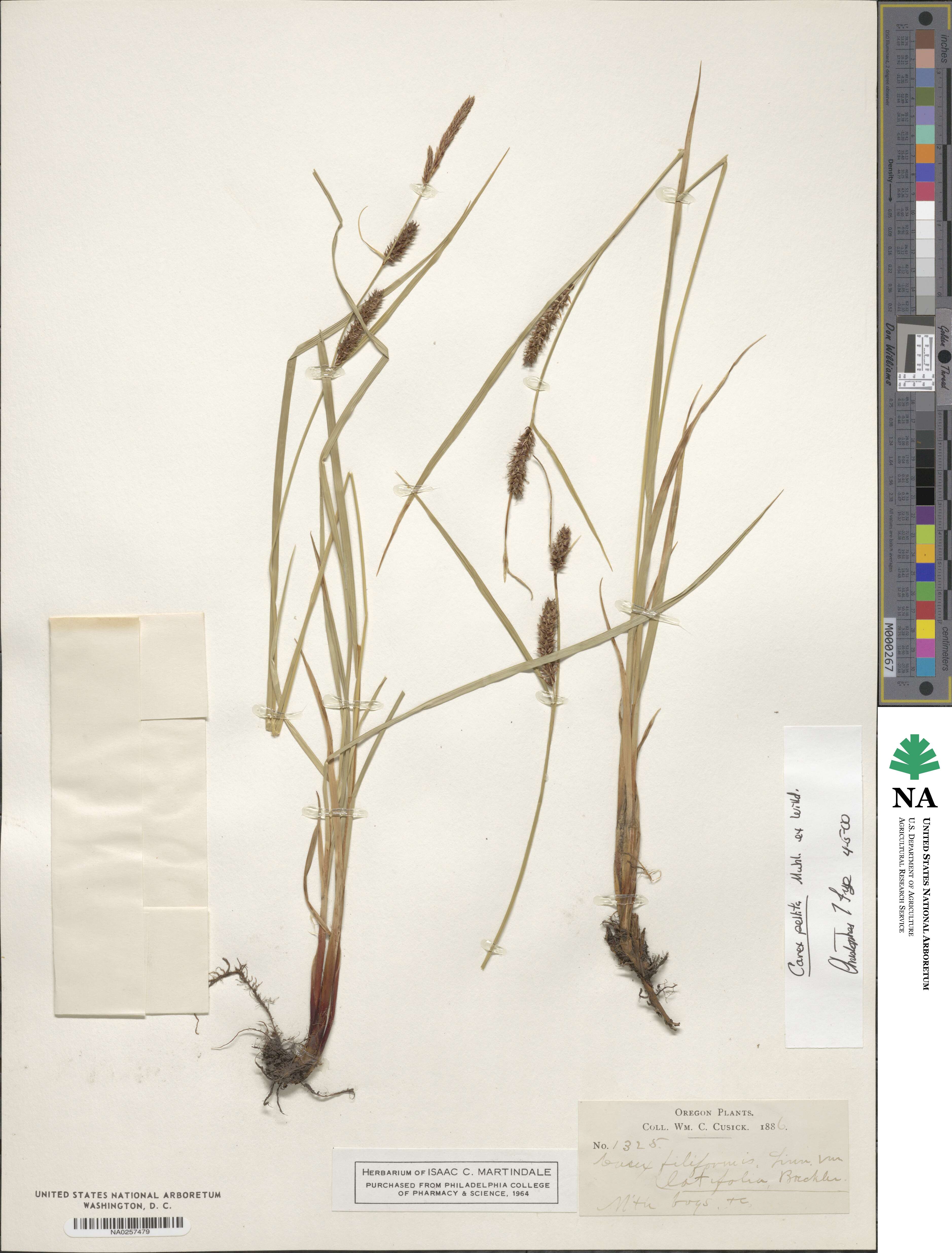 Carex pellita image