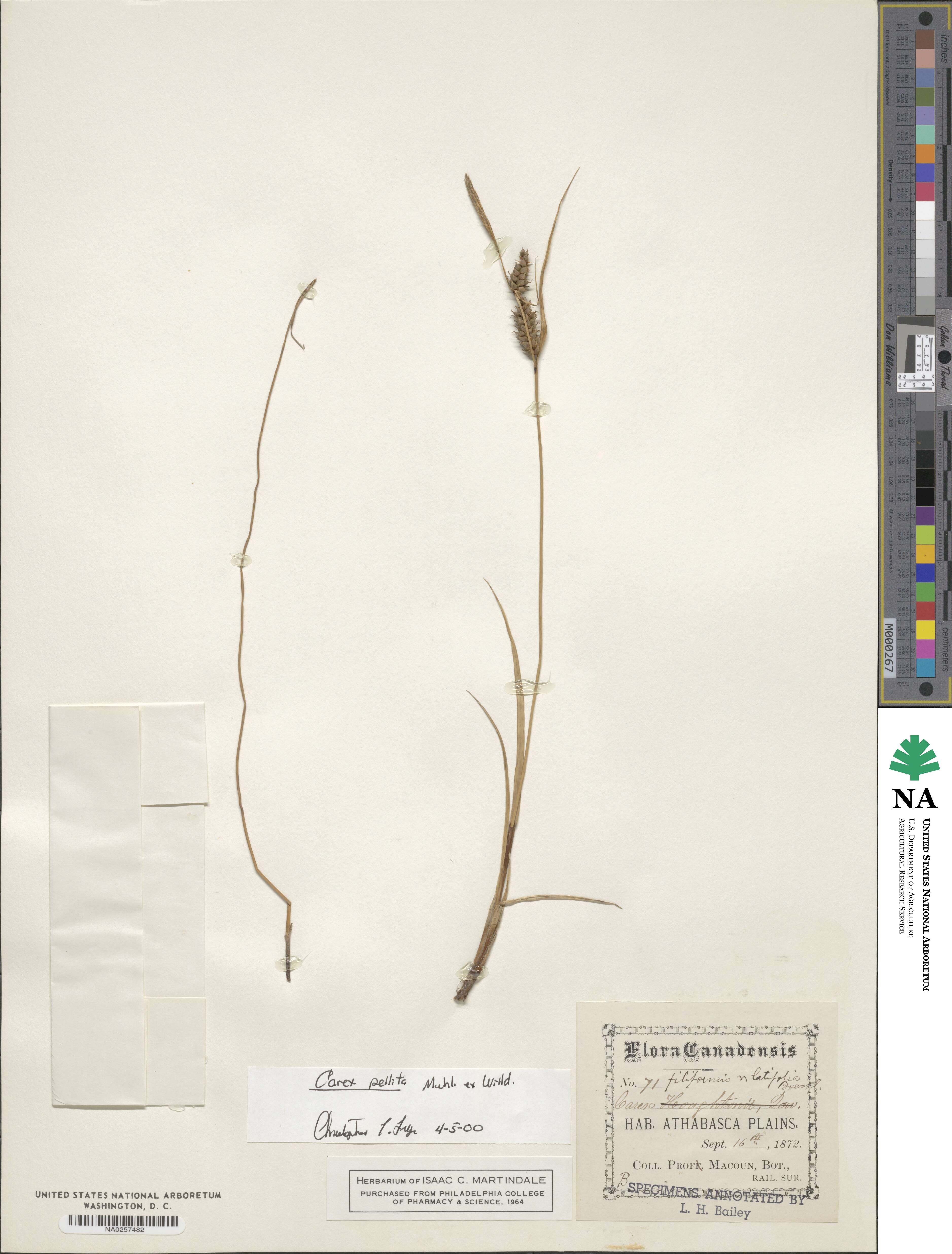 Carex pellita image