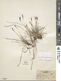 Carex pensylvanica image