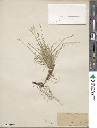 Carex pensylvanica image