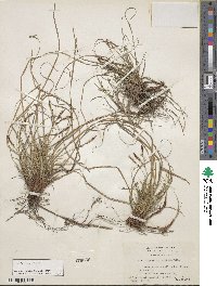 Carex pensylvanica image