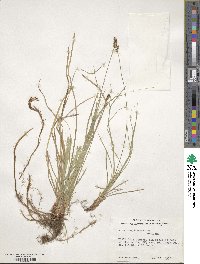 Carex pensylvanica image