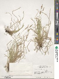 Carex pensylvanica image