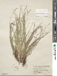 Carex pensylvanica image