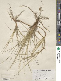 Carex pensylvanica image