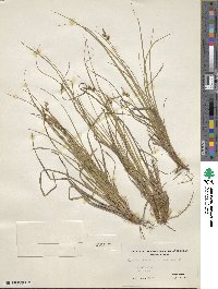 Carex pensylvanica image