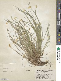 Carex pensylvanica image