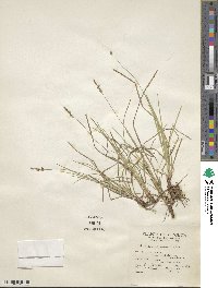 Carex pensylvanica image