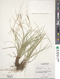 Carex pensylvanica image