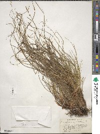 Carex pensylvanica image