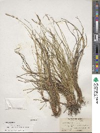 Carex pensylvanica image