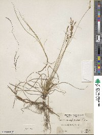 Carex pensylvanica image