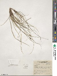 Carex pensylvanica image