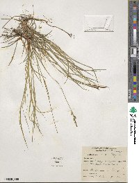 Carex pensylvanica image