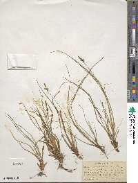 Carex pensylvanica image