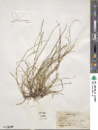 Carex pensylvanica image