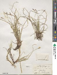 Carex pensylvanica image