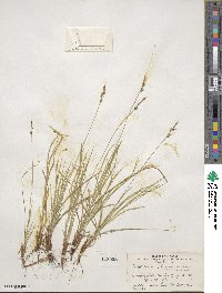 Carex pensylvanica image