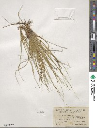 Carex pensylvanica image