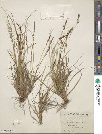 Carex pensylvanica image