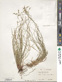 Carex pensylvanica image