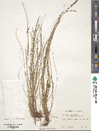 Carex pensylvanica image