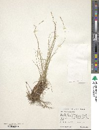 Carex pensylvanica image