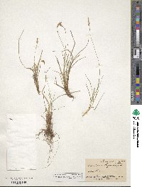 Carex pensylvanica image