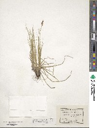 Carex pensylvanica image