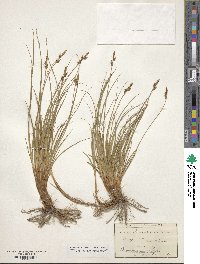 Carex pensylvanica image